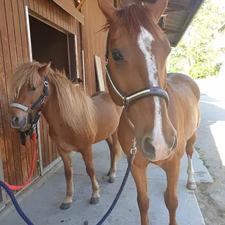 Vorschaubild Nr. 1 zu Reitbeteiligung in 3415 Hasle b. Burgdorf