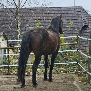Vorschaubild Nr. 2 zu Reitbeteiligung in 5512 Wohlenschwil