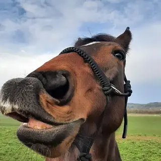 Vorschaubild Nr. 1 zu Reitbeteiligung in 8200 Schaffhausen