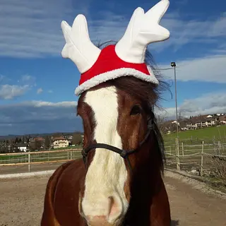 Vorschaubild Nr. 2 zu Reitbeteiligung in 4704 Niederbipp