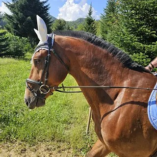 Vorschaubild Nr. 2 zu Reitbeteiligung in 4246 Wahlen b. Laufen