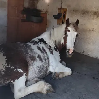 Vorschaubild Nr. 1 zu Reitbeteiligung in 9243 Jonschwil