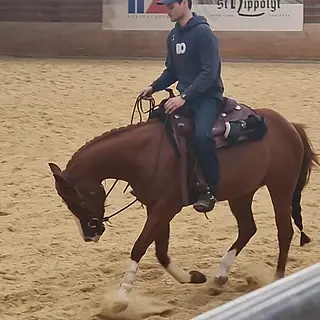 Vorschaubild Nr. 2 zu Reitbeteiligung in 8712 Stäfa