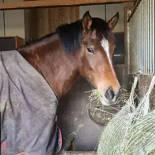 Vorschaubild Nr. 1 zu Reitbeteiligung in 8165 Oberweningen
