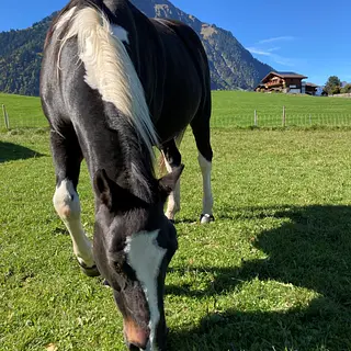 Vorschaubild Nr. 1 zu Reitbeteiligung in 3634 Thierachern