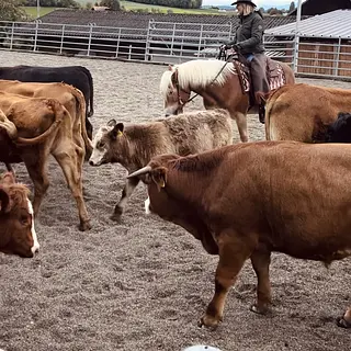 Vorschaubild Nr. 1 zu Reitbeteiligung in 1715 Alterswil FR