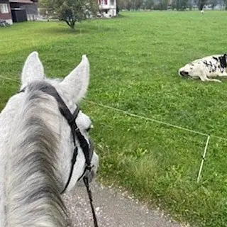 Vorschaubild Nr. 2 zu Reitbeteiligung in 8717 Benken SG