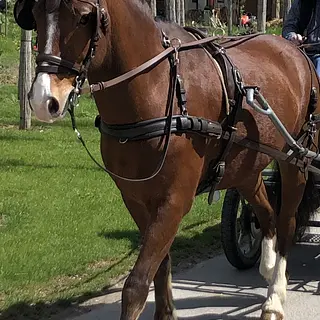 Vorschaubild Nr. 2 zu Reitbeteiligung in 3176 Neuenegg
