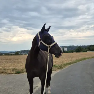 Vorschaubild Nr. 1 zu Reitbeteiligung in 3018 Bern