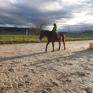 Vorschaubild Nr. 2 zu Reitbeteiligung in 3303 Jegenstorf