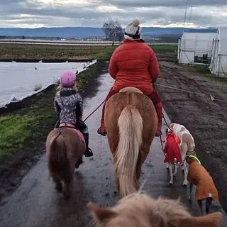 Vorschaubild Nr. 2 zu Reitbeteiligung in 4628 Wolfwil