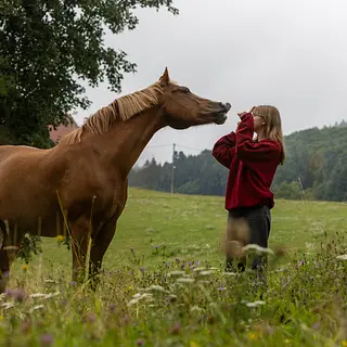 Vorschaubild Nr. 2 zu Reitbeteiligung in 4310 Rheinfelden