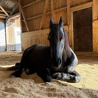 Vorschaubild Nr. 1 zu Reitbeteiligung in 8412 Aesch (Neftenbach)