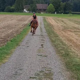 Vorschaubild Nr. 1 zu Reitbeteiligung in 8310 Kemptthal