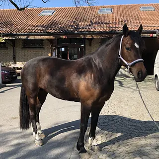 Vorschaubild Nr. 2 zu Reitbeteiligung in 3325 Hettiswil b. Hindelbank