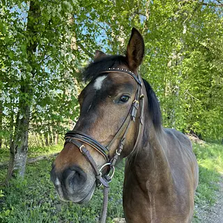 Vorschaubild Nr. 1 zu Reitbeteiligung in 6232 Geuensee