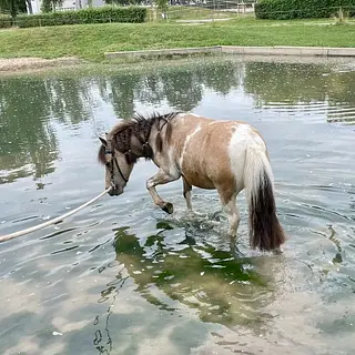 Vorschaubild Nr. 1 zu Reitbeteiligung in 6283 Baldegg