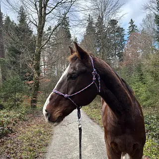 Vorschaubild Nr. 2 zu Reitbeteiligung in 8815 Horgenberg