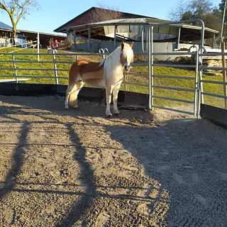 Vorschaubild Nr. 1 zu Reitbeteiligung in 3020 Bern