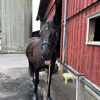 Vorschaubild Nr. 1 zu Reitbeteiligung in 9436 Balgach