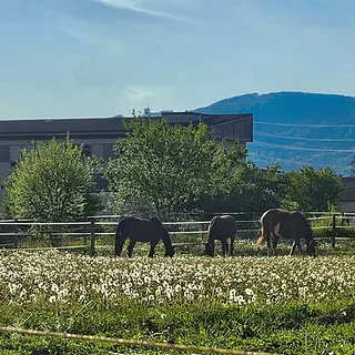 Vorschaubild Nr. 2 zu Reitbeteiligung in 4658 Däniken SO