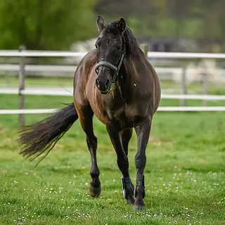 Vorschaubild Nr. 1 zu Reitbeteiligung in 5620 Bremgarten AG
