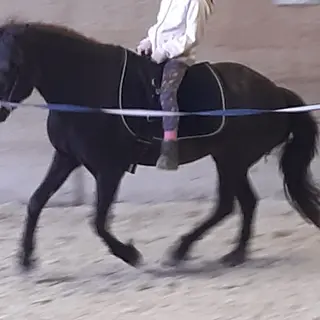 Vorschaubild Nr. 1 zu Reitbeteiligung in 4105 Biel-Benken BL